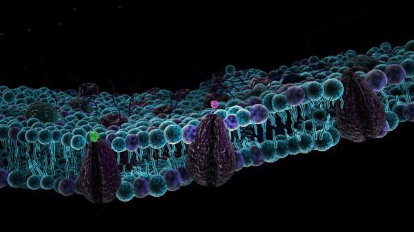 Struktura ziarnista i komórkowa
