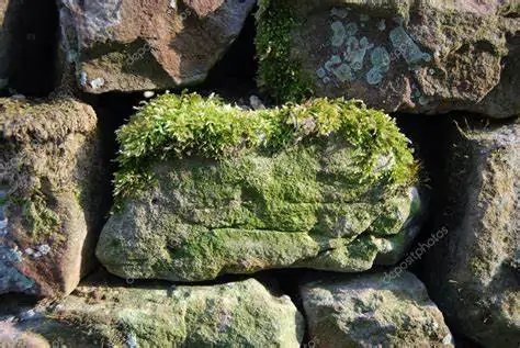 wpływa roślinność na kamienie